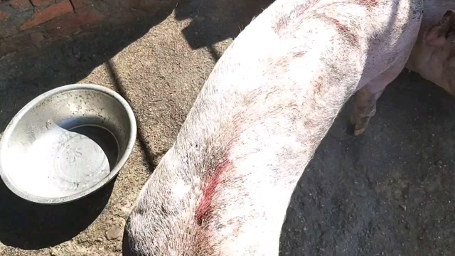 烫猪毛水温合适,刮猪毛省力又干净