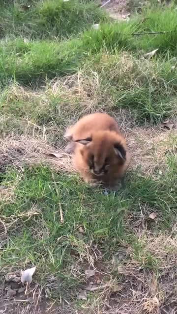 原来狞猫的幼崽长这样网友小时候可爱长大了面相就不讨喜了