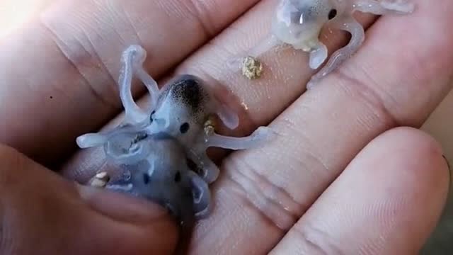 小时候的章鱼太可爱 ,但终究逃不过爆头的结果,网友:吃货的最爱!