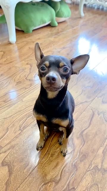 主人给啵啵乐擦脸被嫌弃,下一秒啵啵乐的做法成精了,看完不许笑