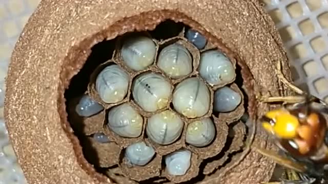 你没有见过的蜜蜂筑巢,近距离看蜂巢,不愧是动物界的建筑专家!