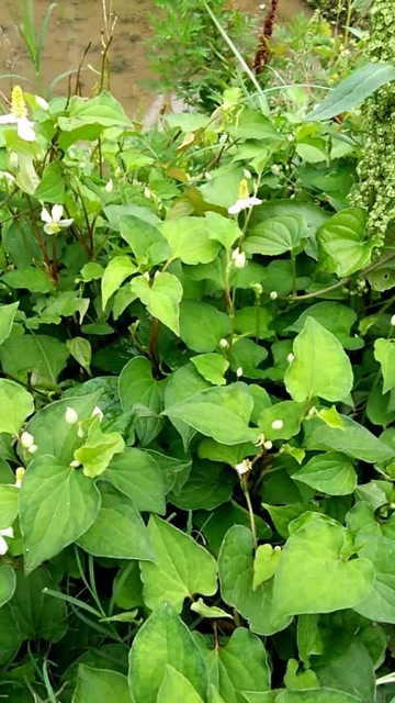野生鱼腥草开花啦,鱼腥草是常见常用的药用植物,可以食用