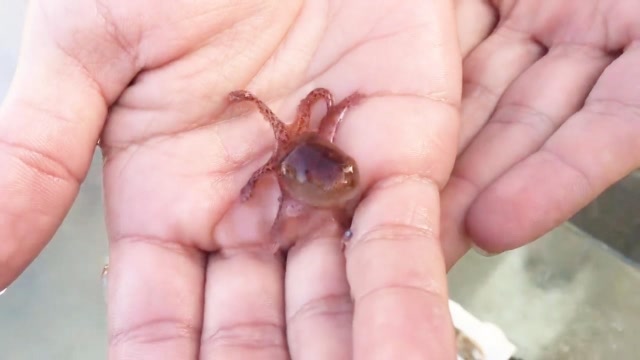 为什么章鱼宝宝刚出生,章鱼妈妈就要"自杀"?看完不淡定了!