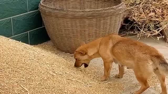 来看看我家狗子迷惑行为,平时不喜欢吃馒头,但却在吃刚收的麦子!