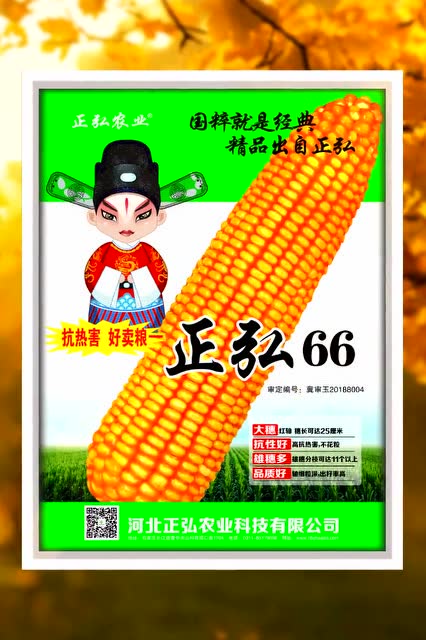 正弘66田间表现