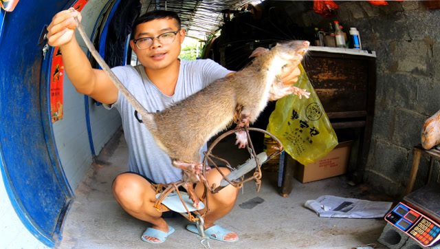 养殖场活捉一只一斤多的山鼠,样子很可爱,不知道爆炒是啥味道?