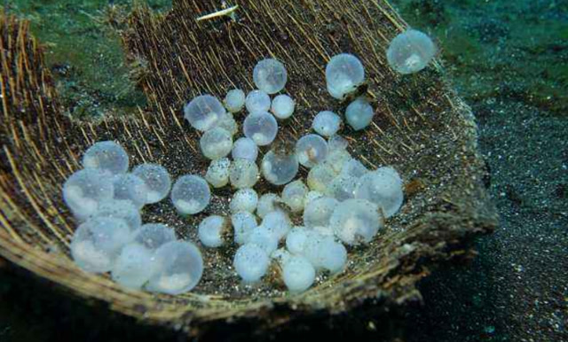 鱿鱼卵为啥这么神秘里面藏着什么一刀切开答案浮出水面