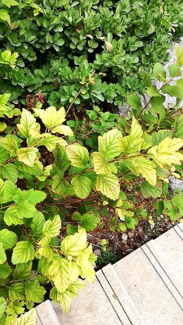 植物缺镁,叶片发黄,叶脉深绿