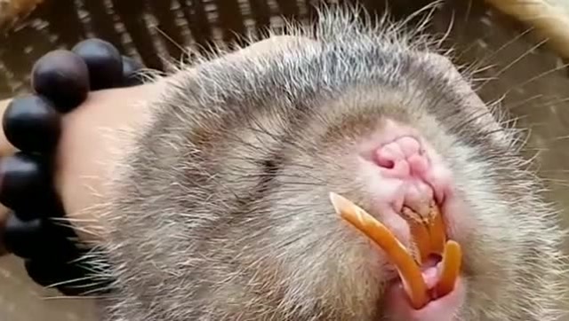 这只竹鼠因为牙齿不好看,一直找不到男朋友,所以我只能帮它剪掉了!