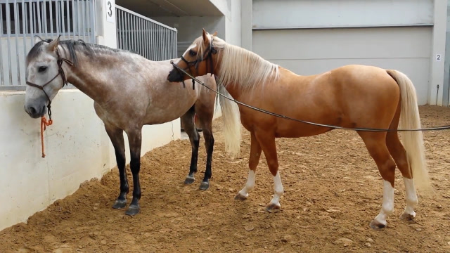 这黄马见到小伙伴就激动的跑圈圈,主人险些拉不住