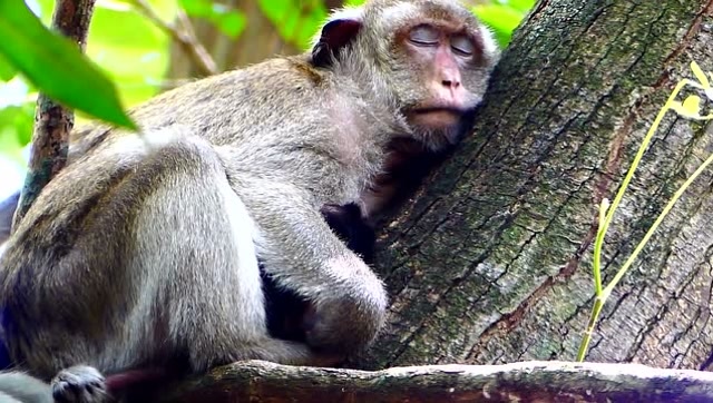 猴子抱树姿势图片图片