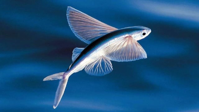 鱼的翅膀叫什么图片