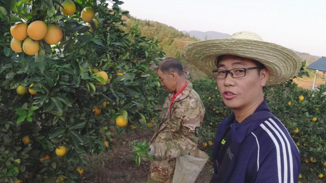 种植江西赣南脐橙到底挣不挣钱?果农大叔告诉你实情