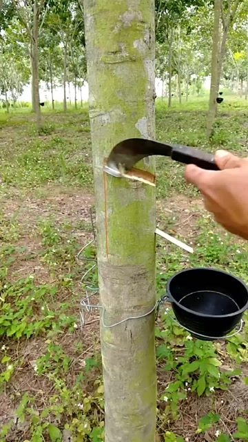 割树胶,树胶树脂(第8页)_大山谷图库