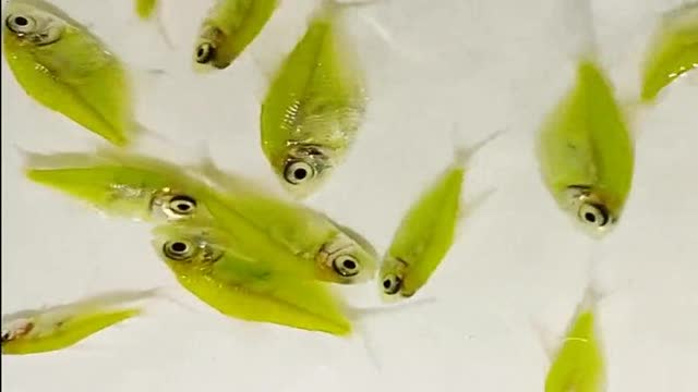 青苹果天使鱼!基因转殖新品颜色的观赏鱼!真是太好看了!