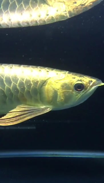 银龙鱼,最喜欢的鱼儿