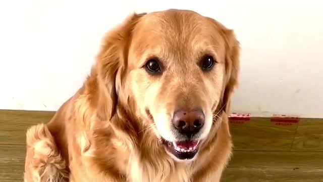 金毛米拉不愧是"神童",竟学会了趴墙