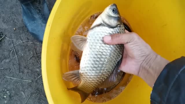 滑漂远投诱钓大板鲫,这又是什么神奇钓法?刚来就中大板鲫,羡慕