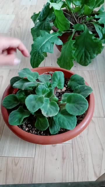 香蕉皮竟然可以用来养花!