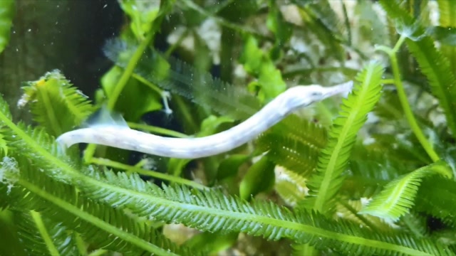 这鱼长得真像龙,难怪叫它海龙,鱼缸养几条是不是很有气势