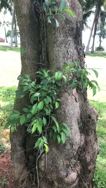 看看这树上长的是什么,周末愉快朋友