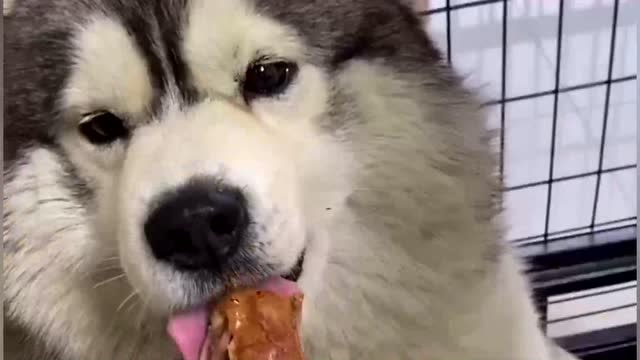 二哈抢了女主人一口肉吃,竟被女主人这样报复,这方式太残忍了