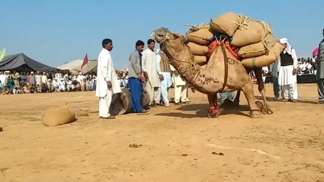 村民让骆驼驮运2000斤粮食,累的直吐白泡沫,实在是太辛苦了