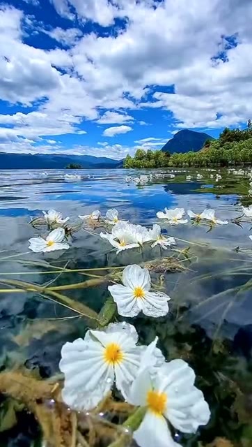 泸沽湖的海菜花盛开