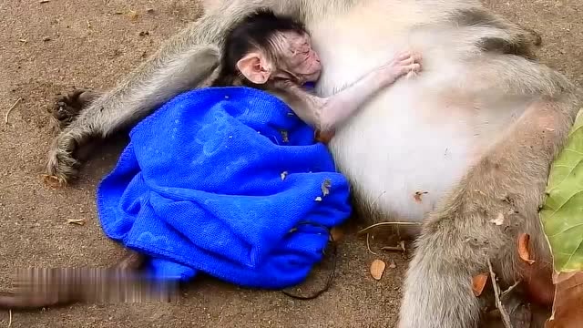 可怜小猴眼睁睁的看着母亲被埋自己却无能为力,欲哭无泪
