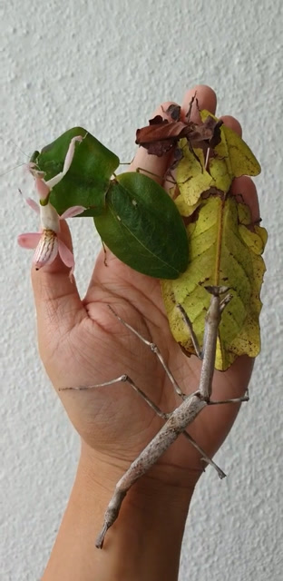 变异了的螳螂,你们见过吗?