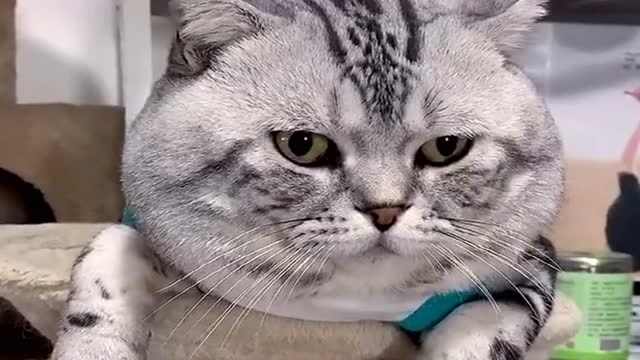 猫咪一脸不屑的表情,这大脸盘子简直没谁了,你们忍住别笑!