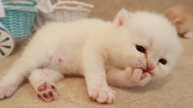 四只20天大的小猫咪与婴儿篮,不同颜色萌力十足