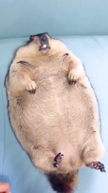 头一次见这么胖的土拨鼠,主人都害怕了,带去医院后主人愤怒了