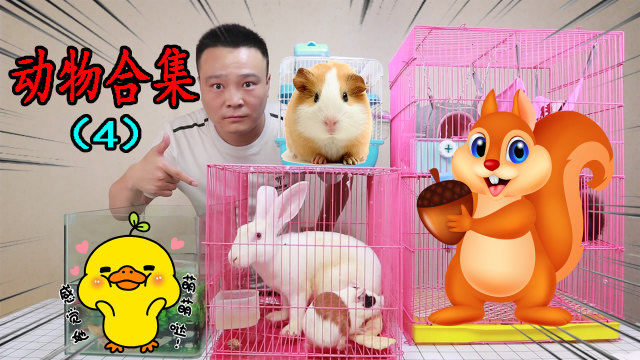 小浪哥展示小狗,仓鼠,小兔荷兰猪,鹦鹉,柯尔鸭,小黄鸡,松鼠都过得咋样