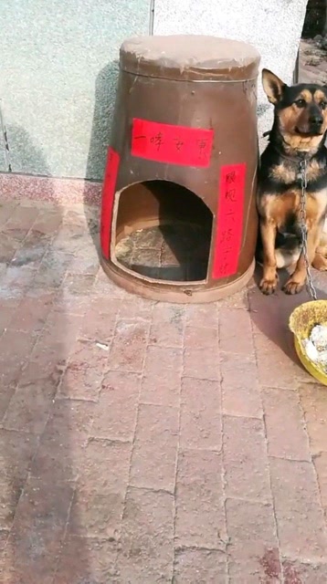 过年狗窝也要贴对联,真可爱