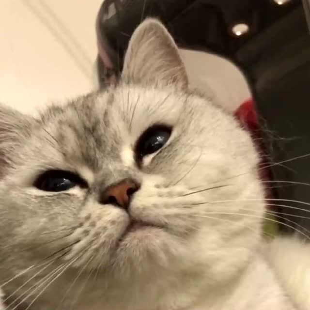 猫咪刚睡醒的表情,简直萌化了铲屎官,真是太可爱了