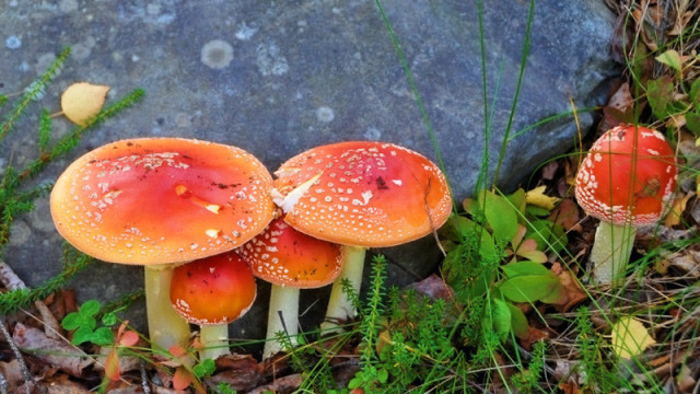 云南人吃菌子致幻芬兰人爱吃的这种毒蘑菇也很危险