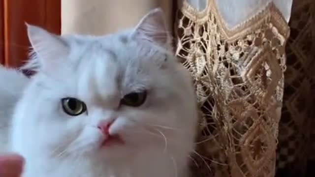 会撇嘴的猫咪有多凶,人家养的是小公主,我养的是老大哥!