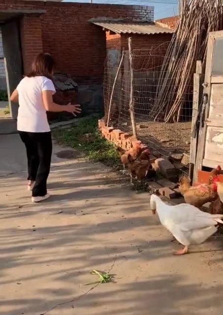 媳妇去抓母鸡,结果出现了这样一幕,请原谅我忍不住笑了