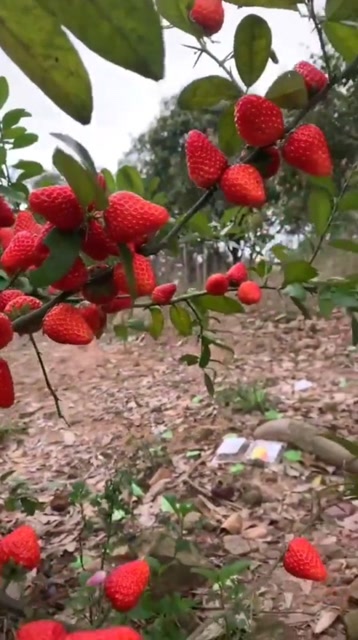 高手在民间你见过种在树上的草莓吗不仅口感甜,还特别好吃
