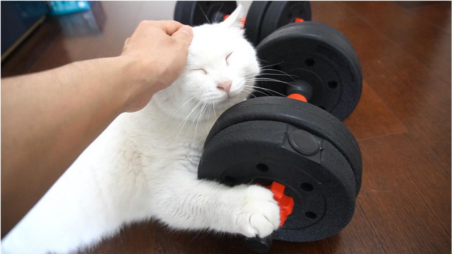 猫:你摸摸我头,我就表演举哑铃