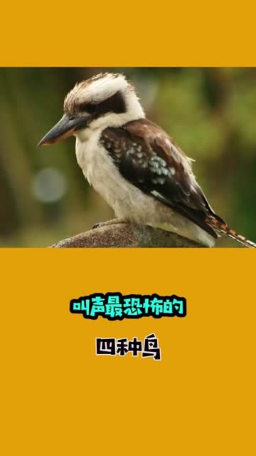 叫声最恐怖的四种鸟