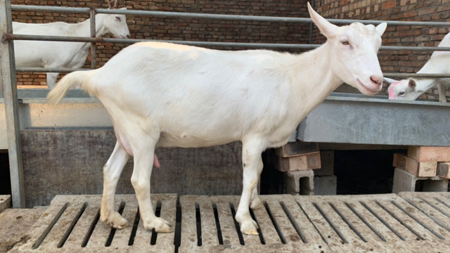 高产奶山羊的产奶量是每天35公斤