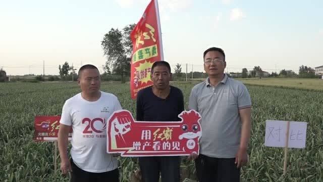 红霸增产套餐 大蒜用了红霸增产套餐增产增收 玉米小麦都能用