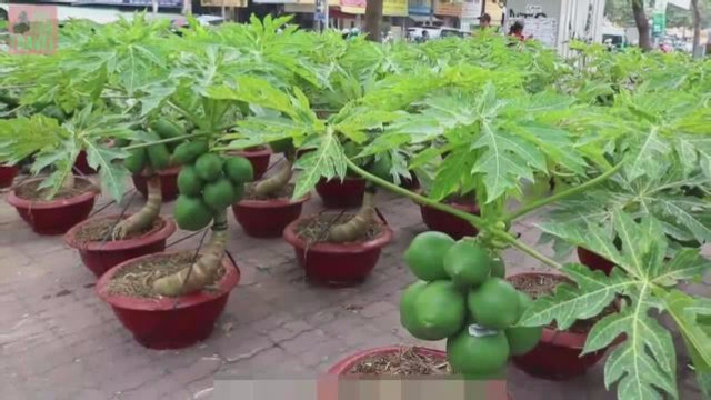 越南农民培育的盆栽木瓜,既可以观赏又可以吃,看了食指大动