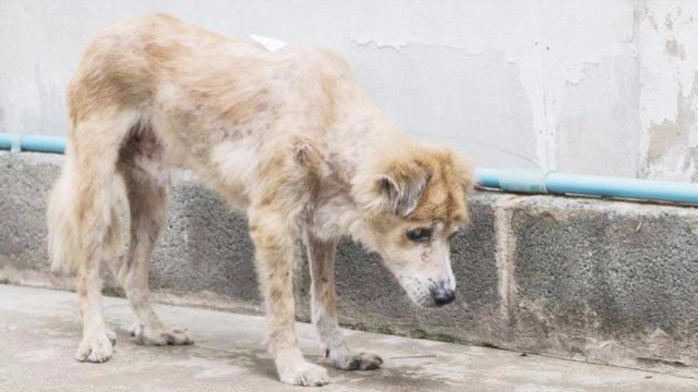 一条可怜的流浪狗,饿得骨瘦如柴,被虫咬得体无完肤