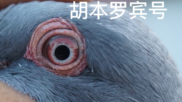 胡本罗宾号配戈马力复制鸽超级鸽子可以用小雌去复制