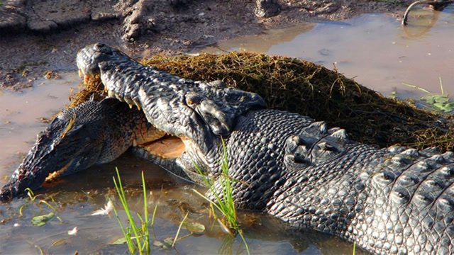 非洲最大鳄鱼-尼罗鳄之间的战争,令人恐惧的震撼厮杀