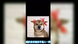 声优博主的光遇速配体验