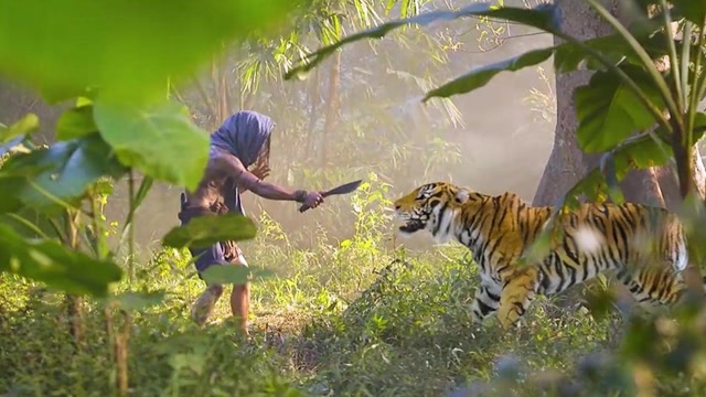 猎人拿着枪在野外打猎,正好碰到男子,用匕首在控制老虎